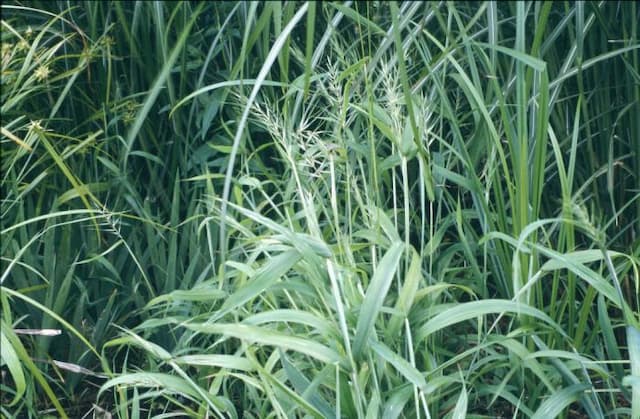 Spreading bottlebrush grass