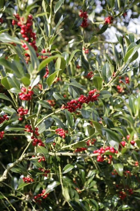 common holly