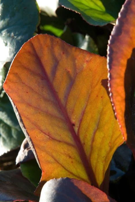 elephant's ears 'Admiral'