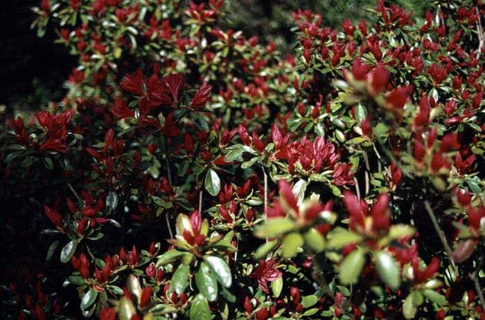 rhododendron 'Addy Wery'