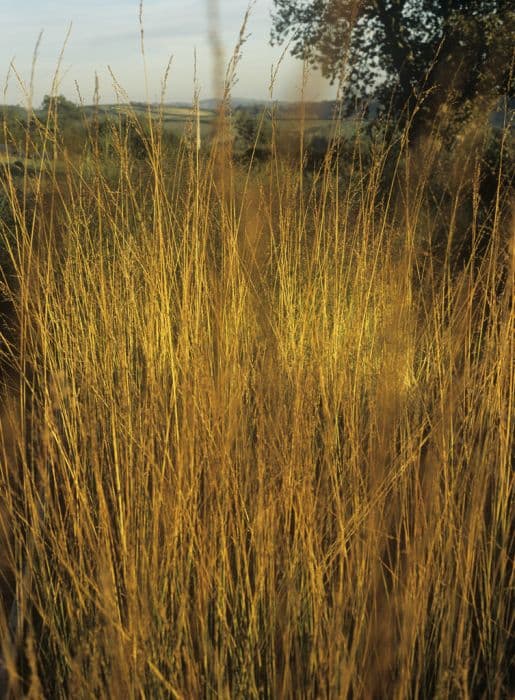 purple moor-grass 'Strahlenquelle'