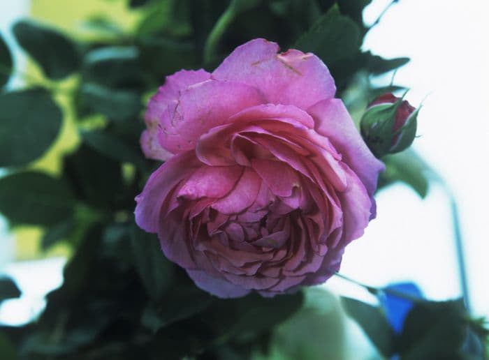 rose [Raymond Blanc]