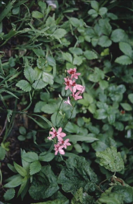 Flowering grass