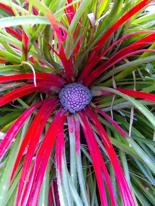 crimson bromeliad