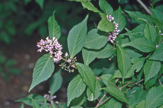 Purple beautyberry