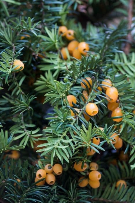 yellow-berried yew