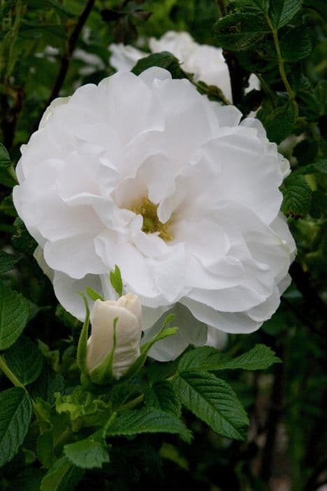 rose 'Blanche Double de Coubert'