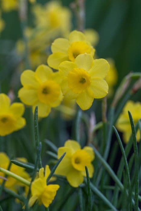 jonquil 'More and More'