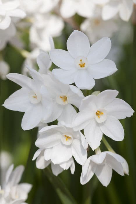 Paper-white daffodil 'Ziva'