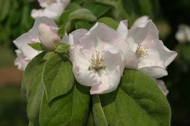 Portuguese quince