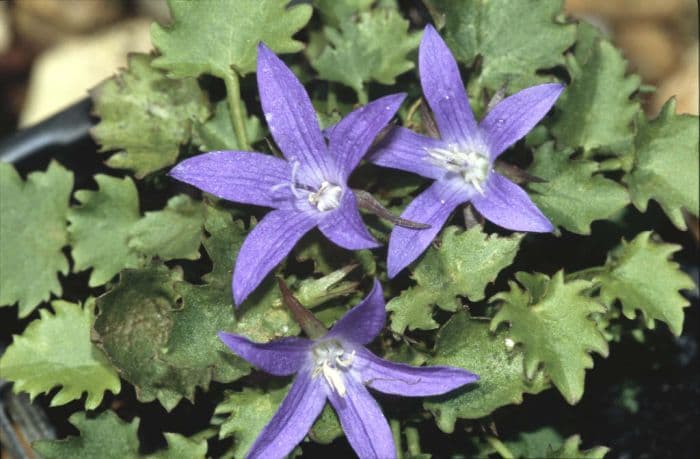 trailing bellflower 'Stella'