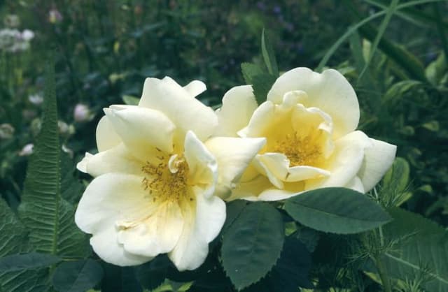 Rose 'Frühlingsgold'