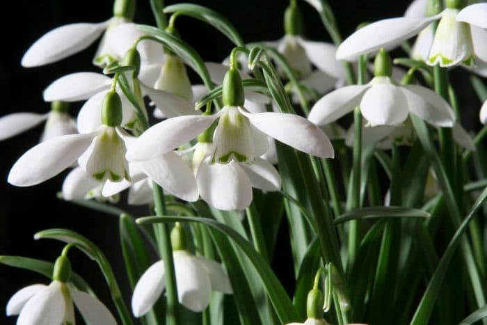 snowdrop 'Ketton'