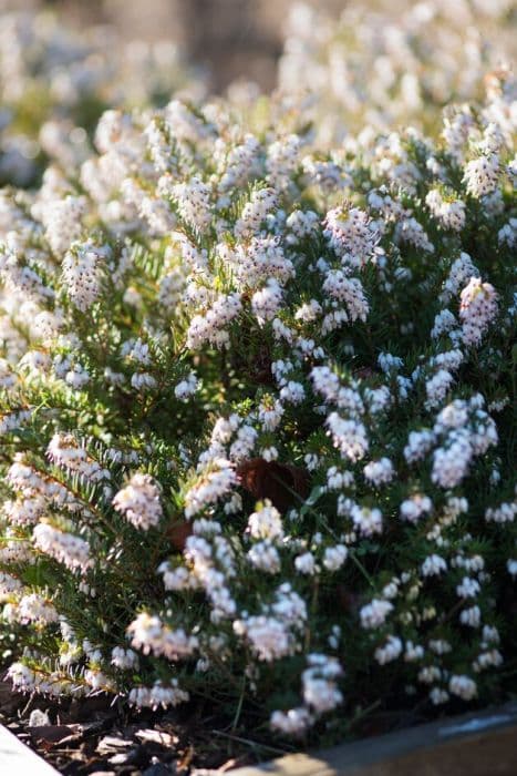 heather 'Silberschmeize'