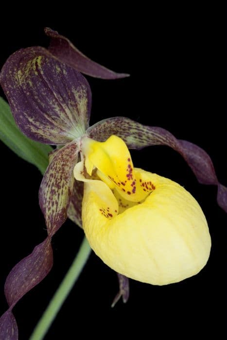 yellow lady's slipper orchid