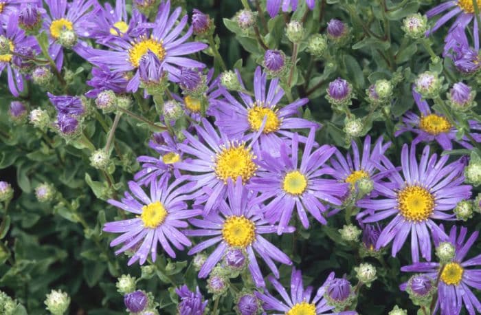 Italian aster 'King George'