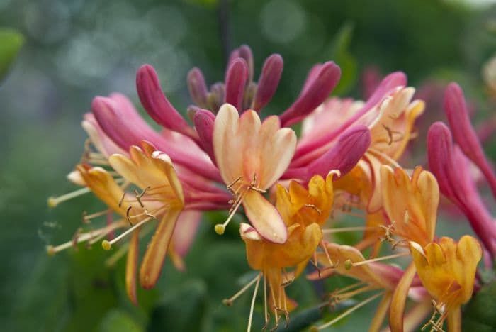 honeysuckle 'Gold Flame'