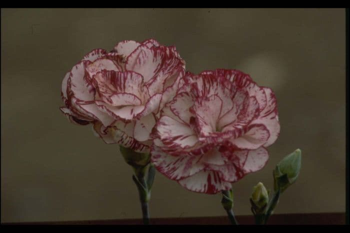 border carnation 'Uncle Teddy'