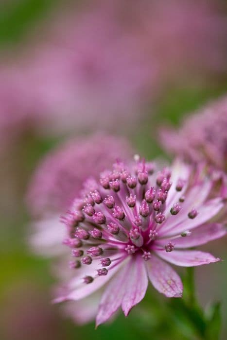 astrantia 'Roma'