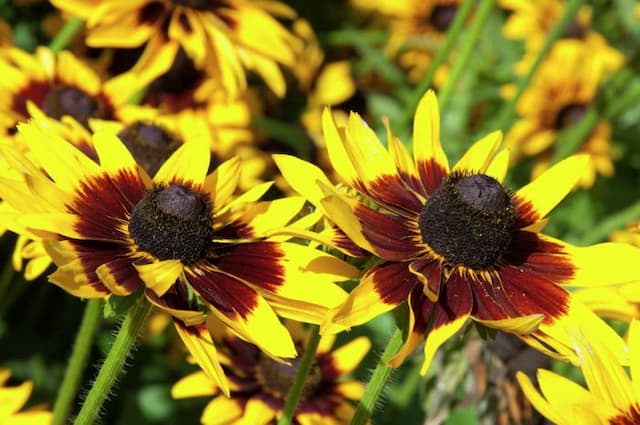 Black-eyed Susan 'Sputnik'