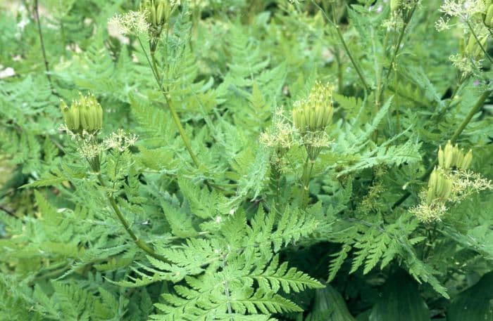 sweet cicely