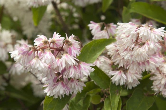 deutzia 'Codsall Pink'