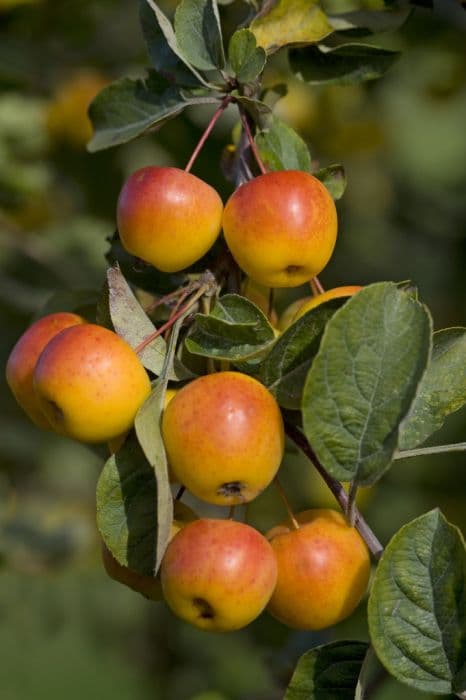 crab apple 'Butterball'