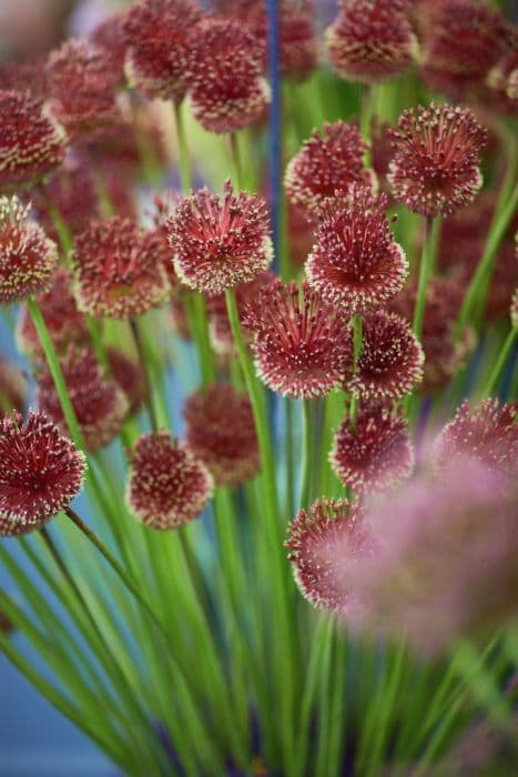 amethyst allium 'Red Mohican'