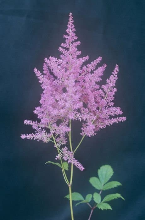 Astilbe 'Federsee'