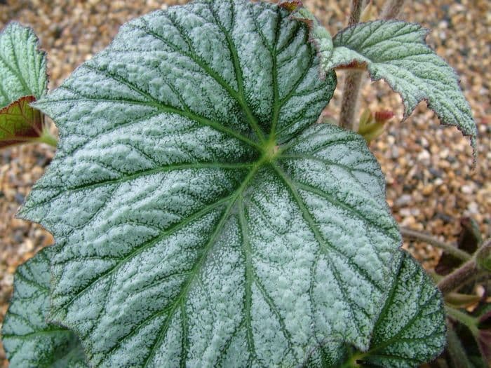 begonia 'Silver Cloud'