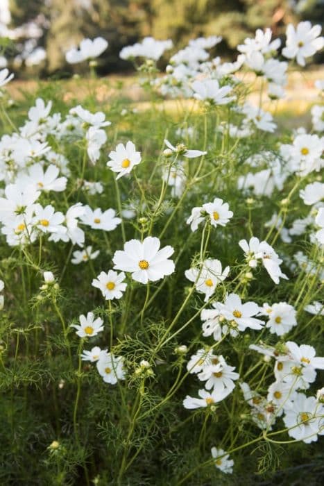 cosmea 'Gazebo White'