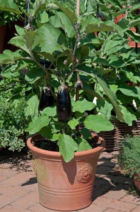 aubergine 'Scorpio'