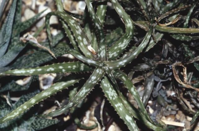 Baker aloe