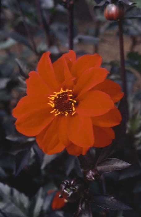 dahlia 'Bishop of Llandaff'