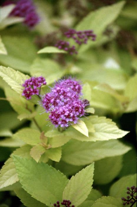 Japanese spirea 'Candlelight'