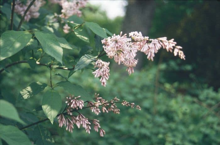 lilac 'Bellicent'