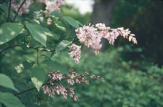 Lilac 'Bellicent'