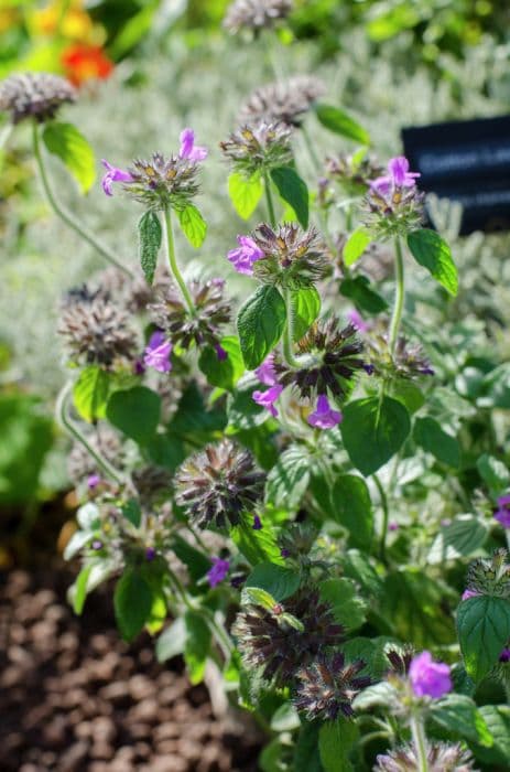 wild basil