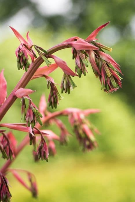 yucca-leaved beschorneria