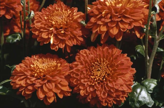 Chrysanthemum 'Red Wendy'