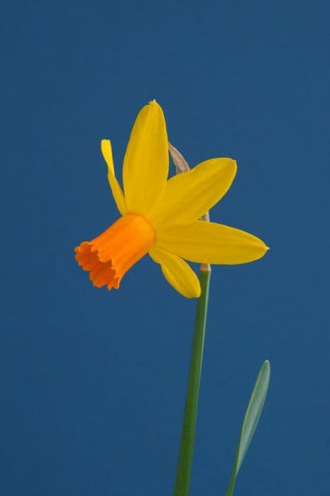 daffodil 'Itzim'