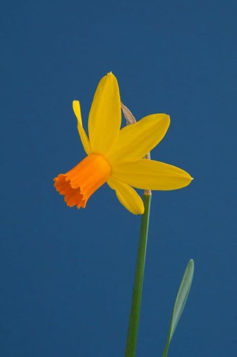 Daffodil 'Itzim'