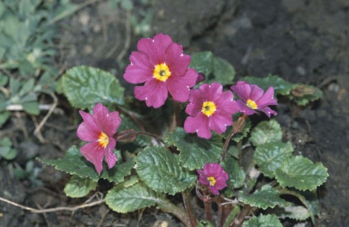 primrose 'Wanda'