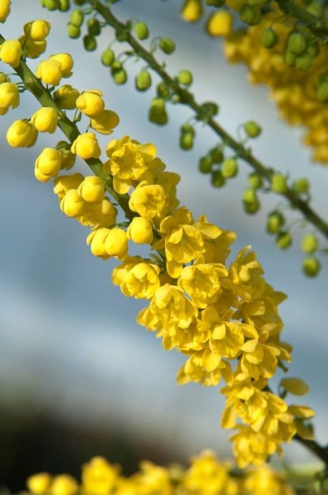 Oregon grape 'Arthur Menzies'