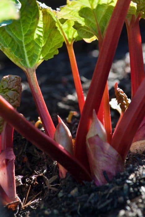 rhubarb 'Reed's Early Superb'