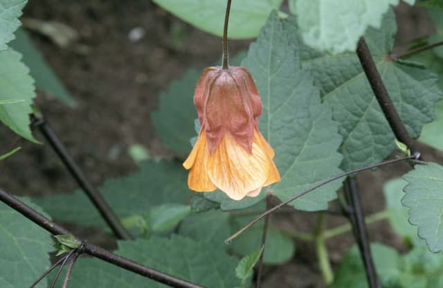 Miller abutilon