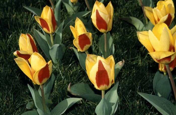 tulip 'Stresa'