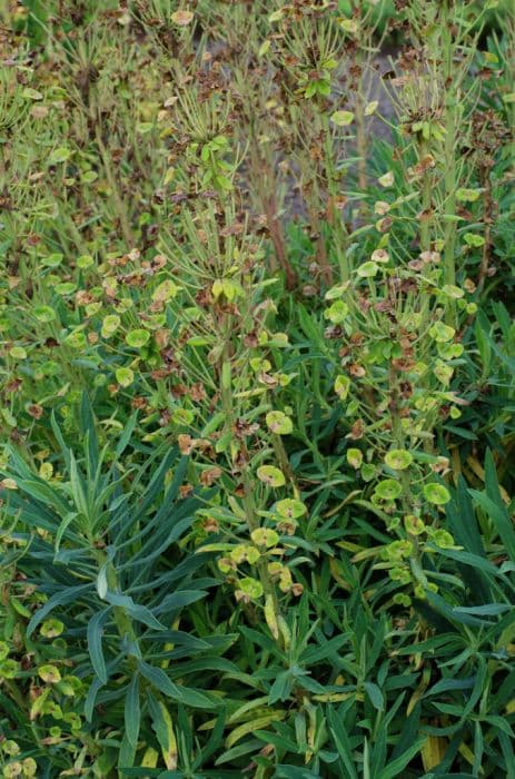 spurge 'Blue Hills'