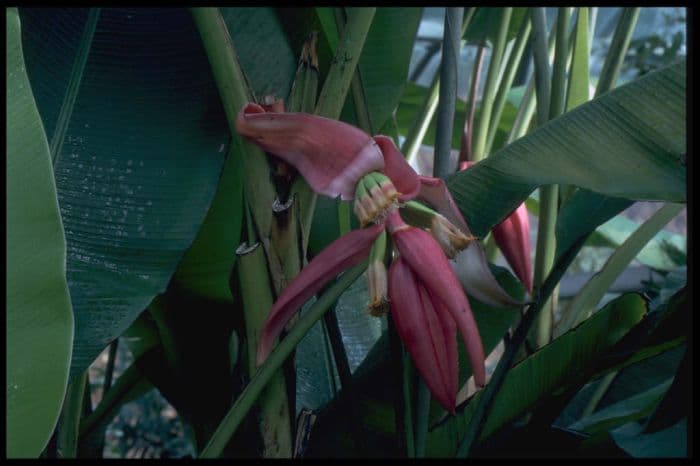 flowering banana