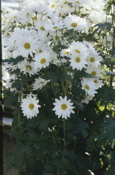 chrysanthemum 'White Rynoon'